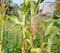 Leaves and flowering corn in the month of August