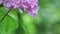 Leaves and flowers of beautiful pink hydrangea close-up