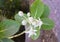 Leaves and Flowers of Calotropis Gigantea - A Medicinal Plant