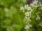 Leaves and flowers of the garden plant horseradish Armoracia rusticana