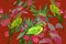 Leaves, flowers and green parrots on red background. Seamless pattern