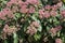 Leaves and flowers of Laurustinus, Viburnum tinus