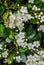 Leaves and flowers of Laurustinus, Viburnum tinus. It is a species of flowering plant in the family Adoxaceae, native to the