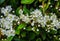 Leaves and flowers of Laurustinus, Viburnum tinus. It is a species of flowering plant in the family Adoxaceae, native to the