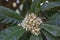 Leaves and flowers on the loquat tree in winter