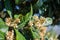 Leaves and flowers of nespolo giapponese Eriobotrya japonica