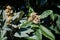 Leaves and flowers of nespolo giapponese Eriobotrya japonica