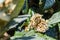 Leaves and flowers of nespolo giapponese Eriobotrya japonica