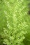 Leaves flowers of Southernwood Artemisia Abrotanum plants