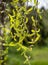 Leaves and flowers of a tree weeping willow Salix, rakita