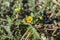 Leaves and flowers of Tribulus terrestris