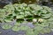 leaves and flowers of water lilies in the pond during the rain. splashes of raindrops on the water surface