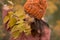 Leaves in focus, the child in blur. girl preschooler in a brown coat and orange hat holds a branch, examines it and sniffs. large