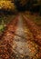 Leaves on a forest path