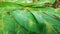 Leaves formation on stem, green cassava leaves