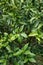 Leaves of fortunella margarita oval kumquat rutaceae from china
