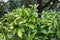 Leaves of fortunella margarita oval kumquat rutaceae from china