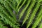 Leaves from fougere from dicksonia antarctica plant for background texture