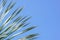 Leaves frame of coconut branches with cloudy blue sky background.