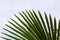 Leaves frame of coconut branches with cloudy blue sky background.