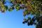 Leaves framing the sky