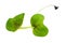 Leaves of fresh green mustard cress cutout