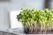 leaves fresh of radish microgreen in container. Microgreens sprouts on the wooden nature background. Seed Germination, city farm.