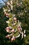 Leaves and fruit (acorns) of holly oak