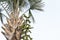 Leaves and Fruit of Fan palm or high palm trees on nature background. Food for Health concept