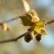 Leaves and fruit of a maple-leaved sycamore Platanus acerifolia