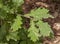 Leaves and fruits of Common Oak, Quercus robur