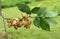 Leaves and fruits of the field elm