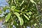 The leaves and fruits of Ilex paraguariensis in the park