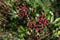 Leaves and fruits of mastic, Pistacia lentiscus, during the autumn