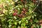 Leaves and fruits of mastic, Pistacia lentiscus, during the autumn