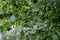 Leaves and fruits of the medicinal shrub Frangula alnus, Rhamnus frangula with poisonous black and red berries closeup