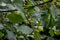 Leaves and fruits of the medicinal shrub Frangula alnus, Rhamnus frangula with poisonous black and red berries closeup