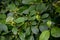 Leaves and fruits of the medicinal shrub Frangula alnus, Rhamnus frangula with poisonous black and red berries closeup