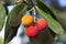 Leaves and fruits of strawberry tree