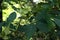 Leaves and fruits of wafer ash