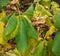 Leaves and fruits of wafer ash