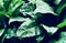 Leaves in the garden, Fresh green leaves background in the garden sunlight. Texture of green leaves, Fern leaf in Forest. Garden a