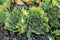 Leaves of a garden saxifrage similar to a rose flower.