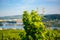 Leaves of grape bushes of vineyard in Ruedesheim am Rhein Rhine, Rudesheim, Rheingau-Taunus-Kreis, Darmstadt, Hessen, Germany