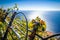 Leaves of grape in vineyard on background sea in Nocelle village - Amalfi Coast