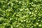 Leaves of grass background texture