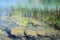 Leaves and grasses in the Zrmanja river in Croatia