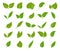 Leaves green icon set. Elegance shapes young trees botanical elements, herbal tea emblem, leaf eco logo, bio organic