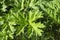 The leaves of green leaf poisonous Hogweed