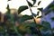 Leaves of a green plant in the rays of the setting sun